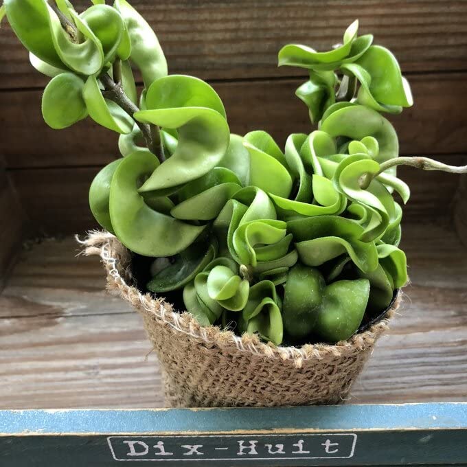 Amazon｜ホヤコンパクタ セール おしゃれインテリア 多肉植物